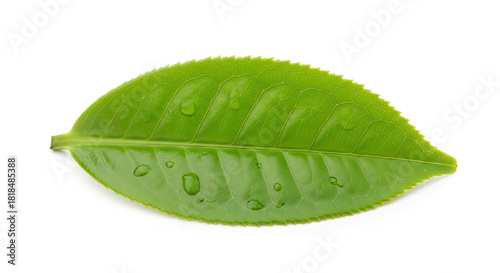 Single Green Tea Leaf with Water Droplets Isolated on White Background.