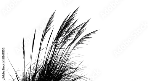 Silhouette of tall grass plumes against a bright white background, creating a stark contrast.