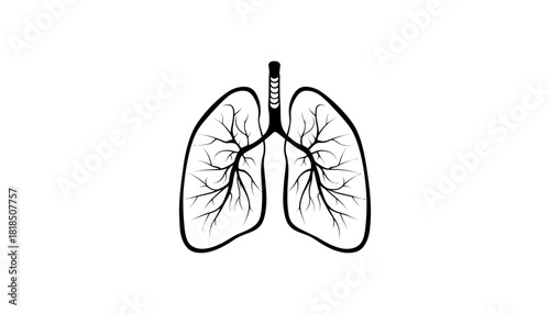 Human lungs anatomy illustration respiratory system diagram