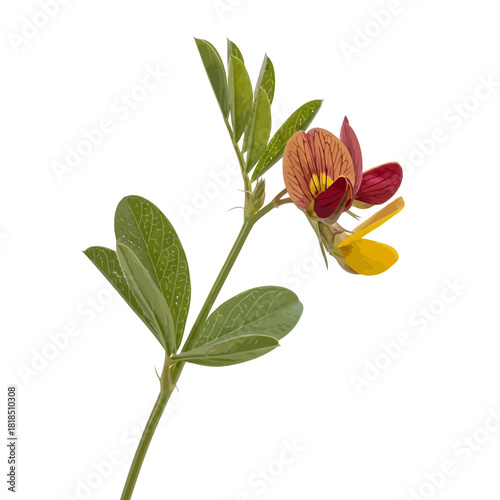 Closeup of a vibrant flowering plant with green leaves and unique reddishyellow blossoms, isolated on