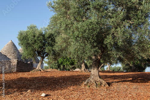 field of olive trees in a red soil and green foliage with typical house trull...