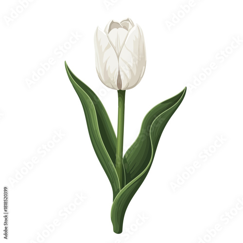 Single delicate white tulip bloom with fresh green foliage, perfect for spring and floral designs, isolated on