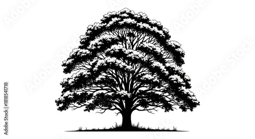 A detailed black and white illustration of a large, mature oak tree with a full canopy of leaves and intricate branches, set against a white background with a subtle grassy base.