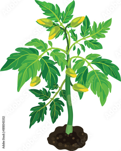 Tomato plant with green leaves and yellow buds isolated on white background	