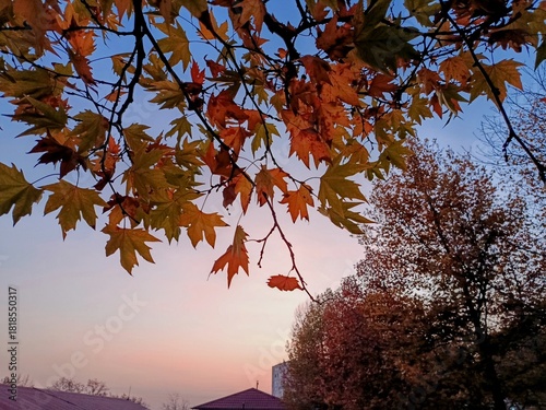 Autumn trees in the park, Amazing nature, Sunset