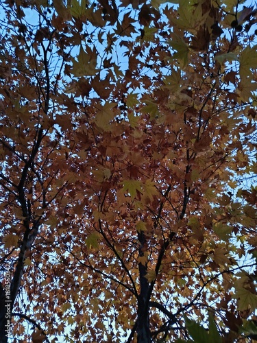 Autumn leaves in the sky
