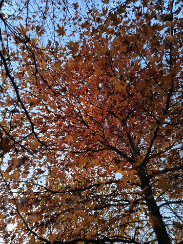 Autumn leaves in the sky