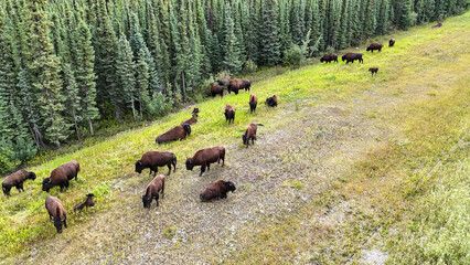Fototapete Bison Wilde Bisons grasen am Waldrand  © Salah Latreche