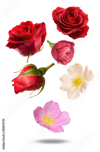 Wallpaper Mural captivating rose collection with deep reds and soft pinks on black presenting timeless beauty perfect for romantic themes and elegant designs, enhancing artistic endeavors and special occasions Torontodigital.ca