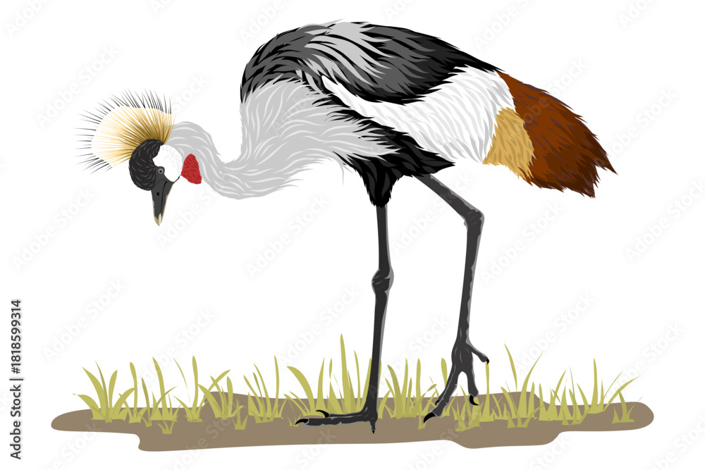 Obraz premium Sếu vương miện xám – Grey Crowned Crane – Balearica regulorum. Vector illustration of the Grey Crowned Crane. Detailed depiction of this iconic African species.