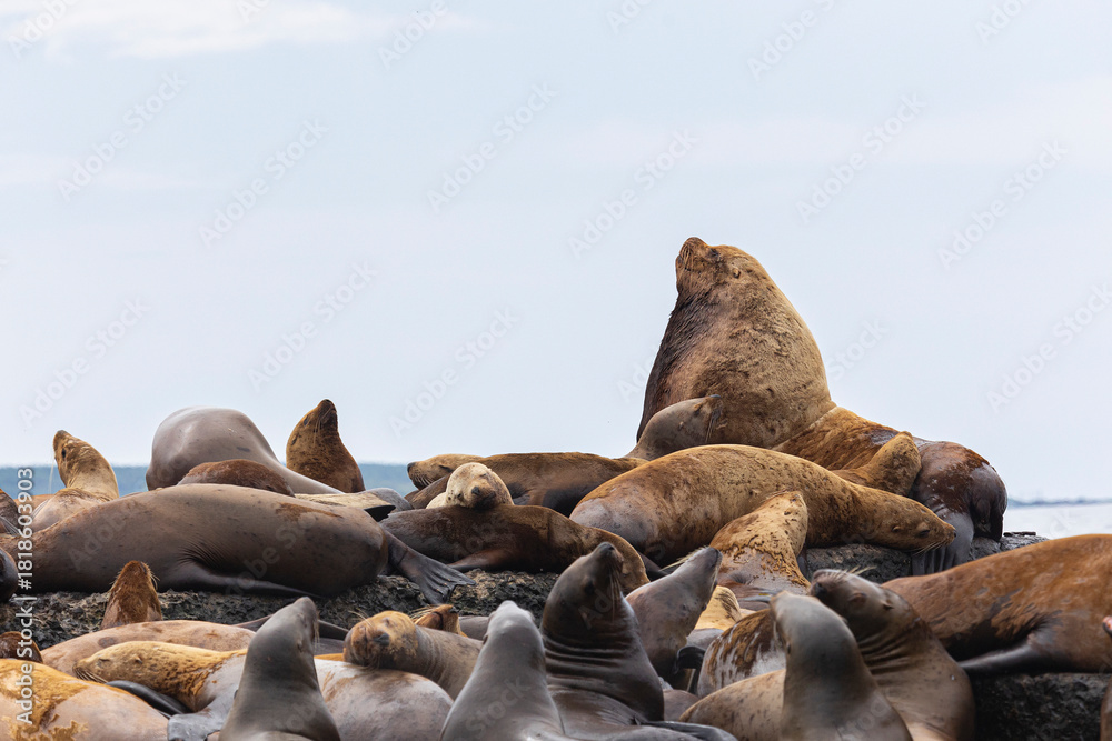 Φωτογραφία Steller sea lion's rookery. Nevelsk, Sahalinskaya Oblast, Russia