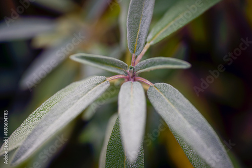 macro of a salvia