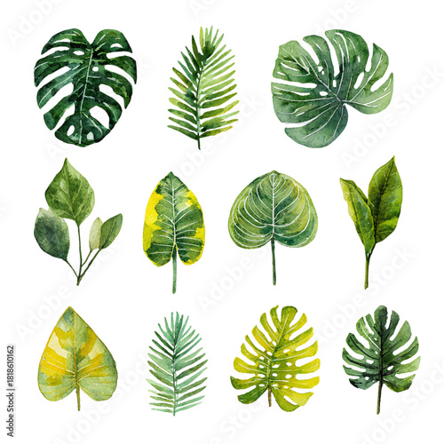 Watercolor tropical leaves clipart, isolated on transparent background