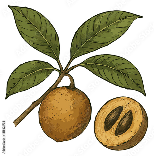 Manilkara zapota illustration