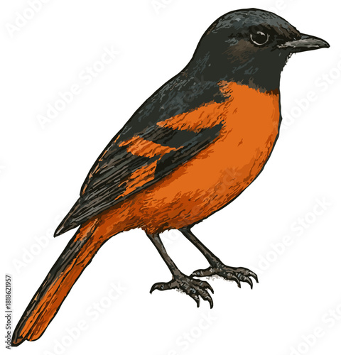 Pericrocotus flammeus illustration