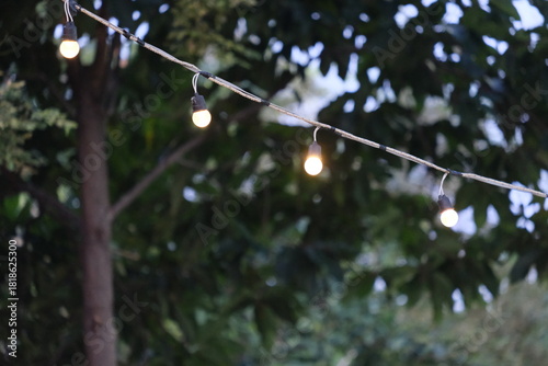 Light bulb cable on the tree