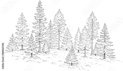 Monochrome hand-drawn line art depicting a serene conifer forest. Numerous evergreen trees on undulating terrain illustrate a tranquil natural woodland landscape