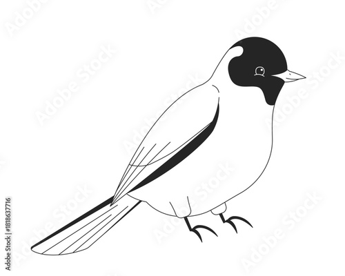Perched white bird with black head 2D line character. Songbird in side view sitting calmly with vibrant avian wings and feathers isolated vector ink outline animal. Monochromatic spot illustration