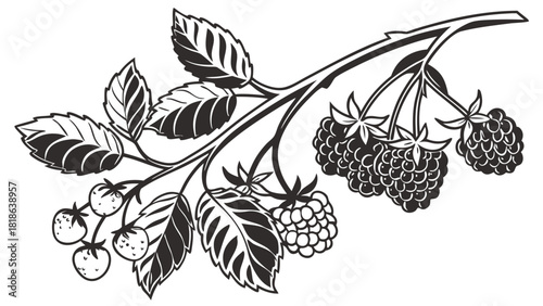 Vintage botanical berry branch illustration | black and white raspberry plant drawing in classic engraved style | detailed nature line artwork
