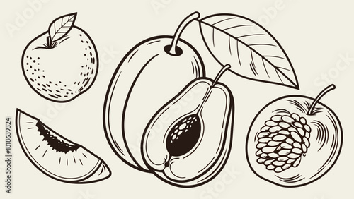 Hand drawn fruit sketch illustration | monochrome peach plum apricot and sliced fruit in classic vintage line art style | natural organic food artwork
