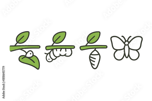 Butterfly life cycle stages from egg to adult insect on a green leaf branch