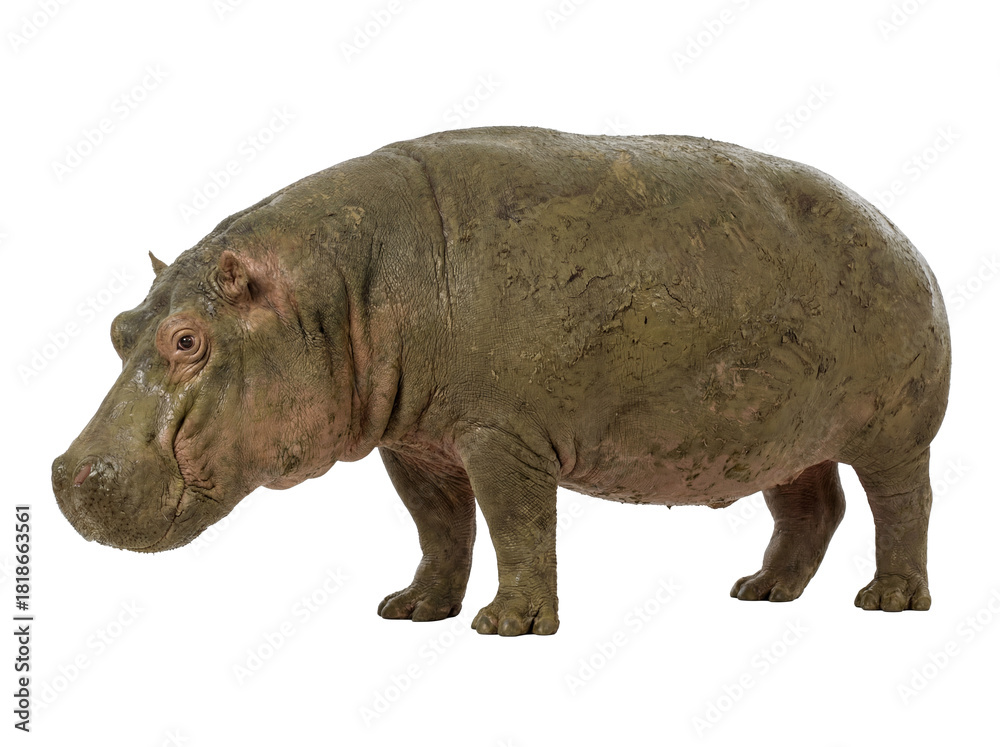 Fototapeta premium Hippopotamus covered in mud isolated on transparent background PNG, large African mammal wallowing in dirt for nature and wildlife projects