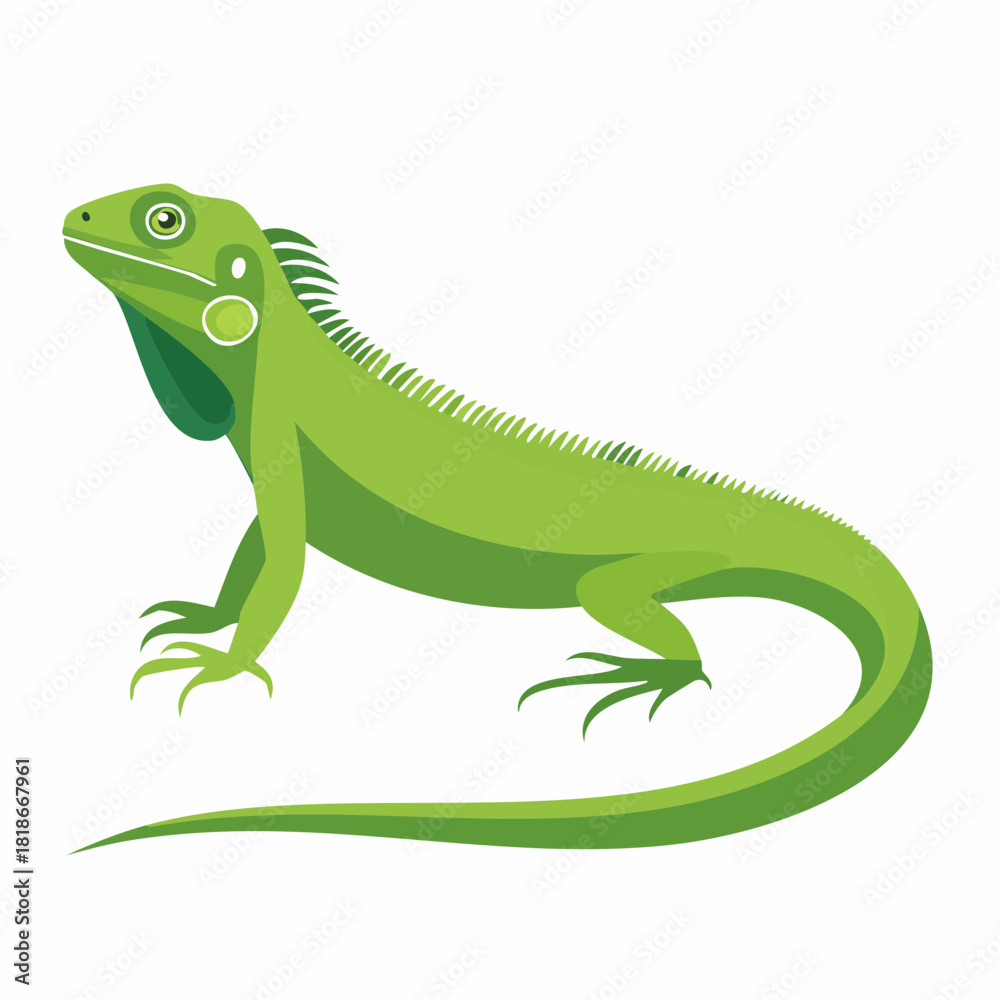 Fototapeta premium A bright green iguana stands on a plain white background, tail extended and eyes alert.