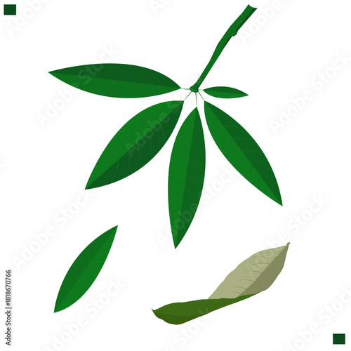 Nature’s Leaf Journey like a story