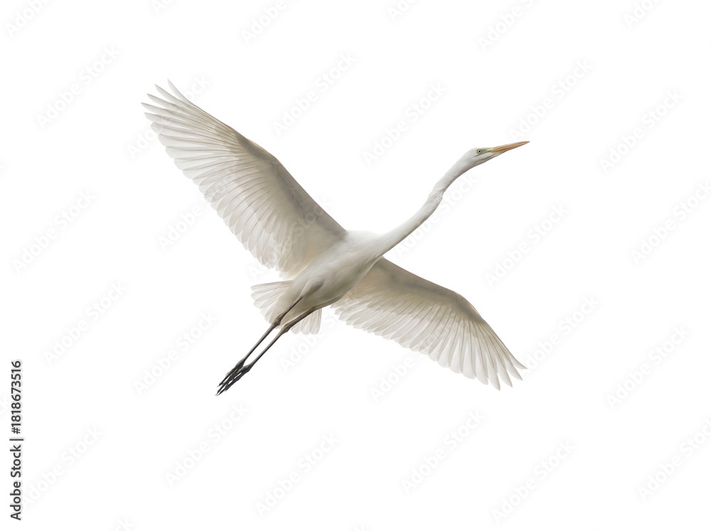 Fotografija Elegant great egret flying PNG isolated on transparent background, graceful whit