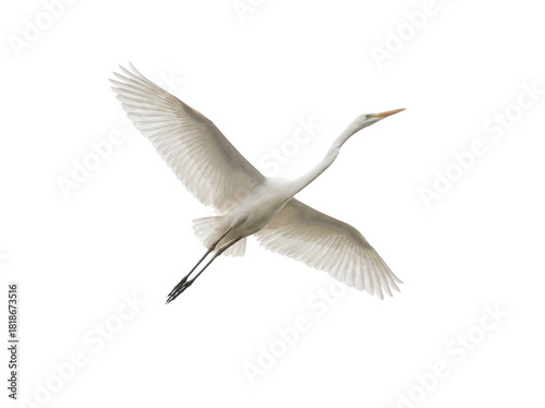 Elegant great egret flying PNG isolated on transparent background, graceful white heron with outstretched wings for design projects