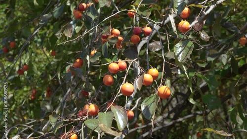 Japanese Autumn Fruit Persimmons Fully Ripened on Branches
