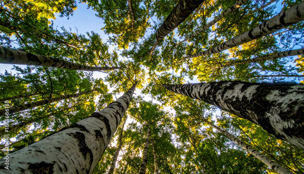 Fototapeta premium The trunks of beautiful birches, viewed from below, looked up among the dense thicket, sway in the wind, creating a sense of movement, wallpaper