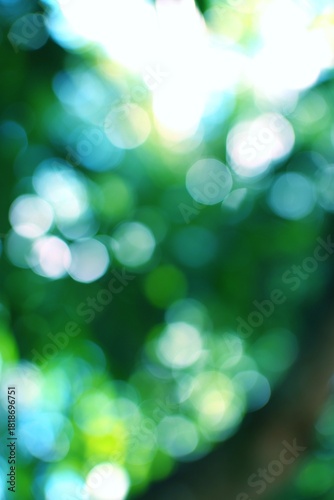 Nature's soft glow emanates through verdant foliage creating a tranquil and calming effect