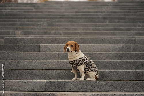Beagle dog sitting on the stairs, wearing leopard sweater