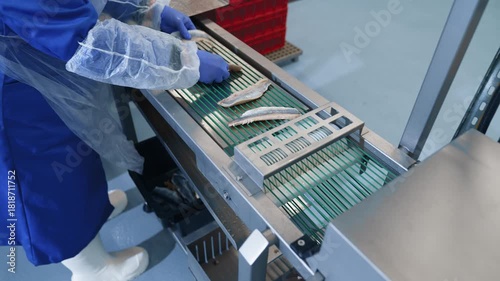 A worker places herring on a conveyor line. Fish production.
