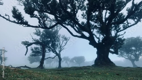 Timelapse of Fog drifting through ancient twisted trees in the Fanal Forest of Madeira, creating a mystical, moody landscape with lush mossy ground and soft diffused light.