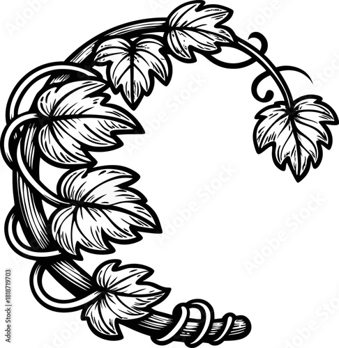 Intricate crescent leaf vine illustration black and white hand drawn botanical swirl, elegant natural design element