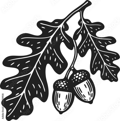 Hand drawn oak branch illustration with detailed leaves and acorns botanical vintage black and white nature drawing