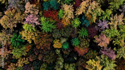 Wallpaper Mural Aerial view of vibrant autumn treetops creates a tapestry of greens, yellows, reds, and browns, Watermael-Boitsfort, Belgium. Torontodigital.ca
