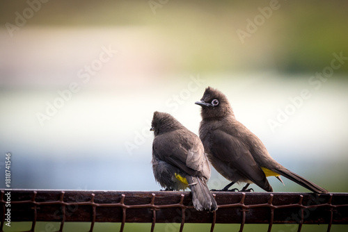 Cape bulbul (Pycnonotus capensis) pair or two birds close up perched on a fence one showing the rear or back and the other side on in Cape Town, South Africa