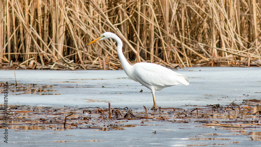 Fototapeta premium great white heron