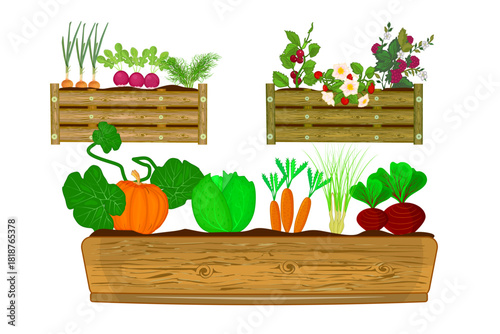 Vegetables and berries in wooden raised bed. Raised bed filled with garden plants. Gardening, eco living or farming. Natural agricultural production, harvest, healthy eating, seasonal foods. Vector