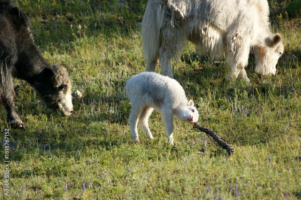 Fototapeta premium In the foreground is a large white yak grazing in a meadow with a small calf.