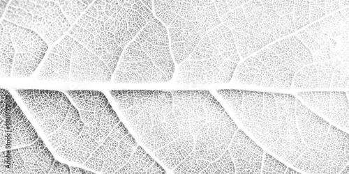 Monochrome leaf venation macro stipple dot texture, organic lattice geometry. Botanical vein backdrop, retro photocopy grain, pointillism speckle pattern, vector illustration.