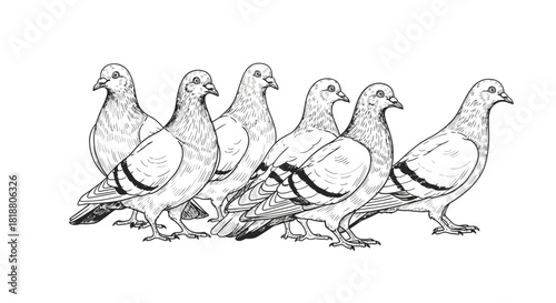 Urban Flock A Sketch of Pigeons Gathering in a City Environment, Ideal for Wildlife and Nature Inspired Projects