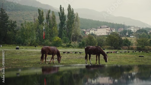 horses in the mountains