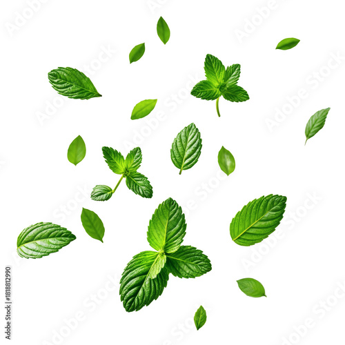 A group of green leaves .