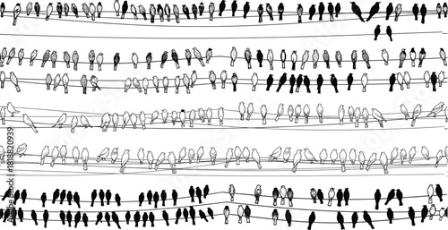 Bird silhouettes perched on electrical wires in large flock, wildlife illustration showing group behavior, nature pattern design for graphic use