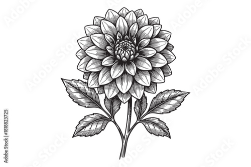 Dahlia flower engraving vector style