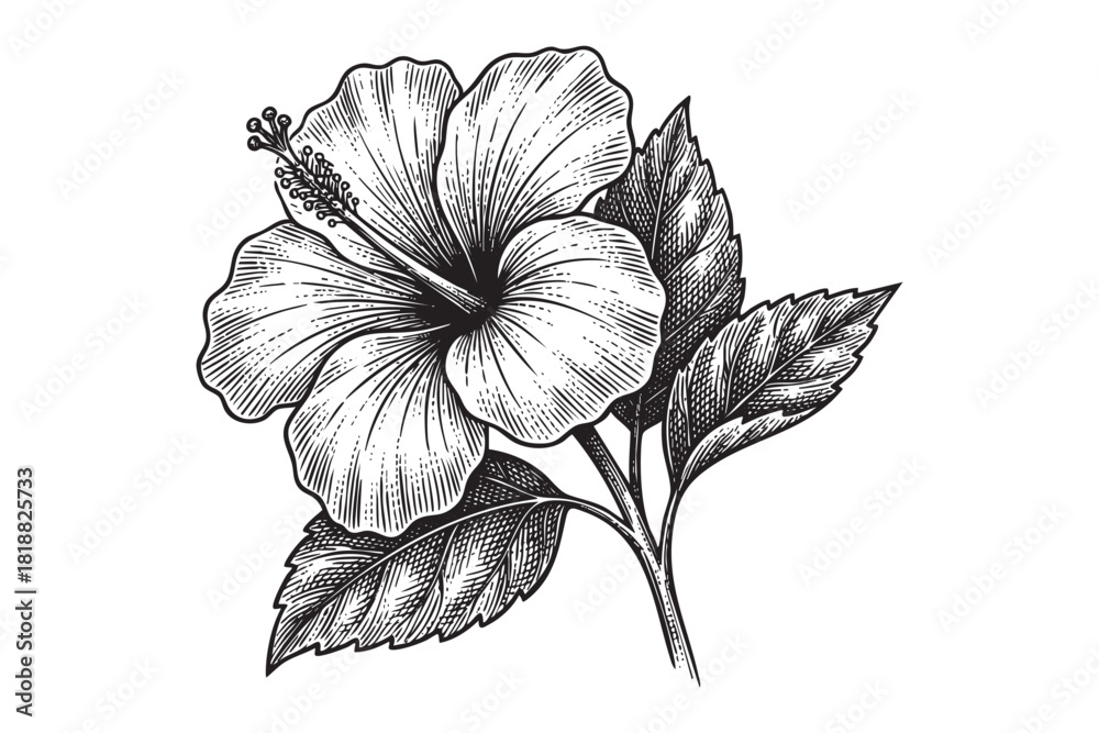 Fototapeta premium Hibiscus flower engraving vector style